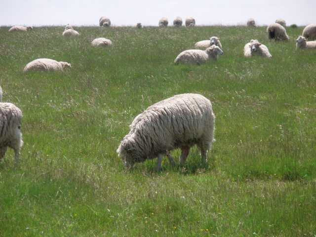 English Sheep